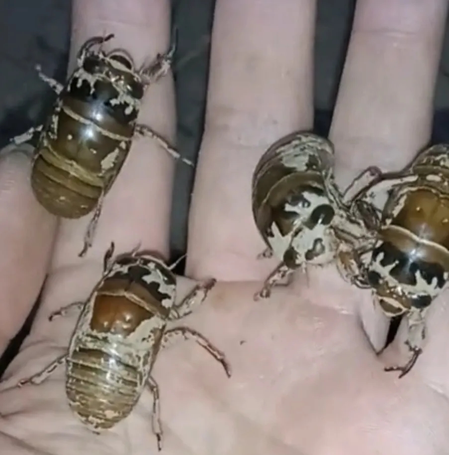 2.webp.jpg 2.webp.jpg